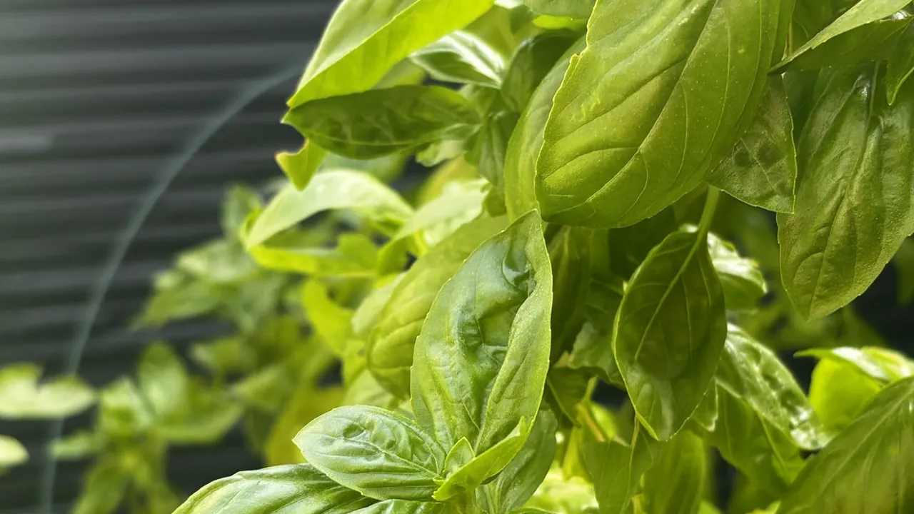 Glossy green basil leaves growing on a windowsill at home