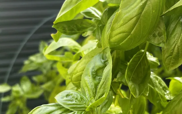 Glossy green basil leaves growing on a windowsill at home