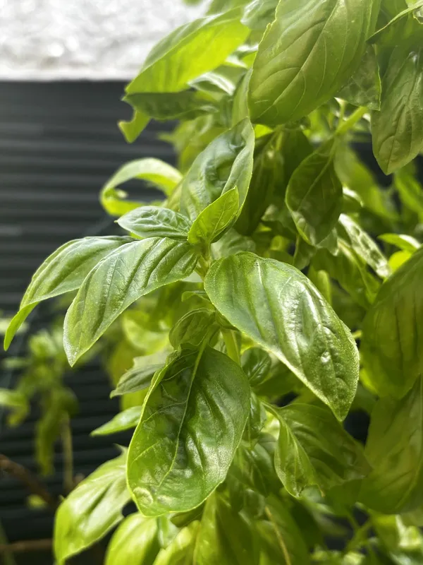 Basil leaves growing thickly on a windowsill plant at home, after regular pinching