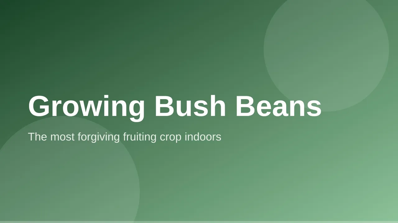 Compact bush bean plants with green pods growing in a container on a sunny windowsill