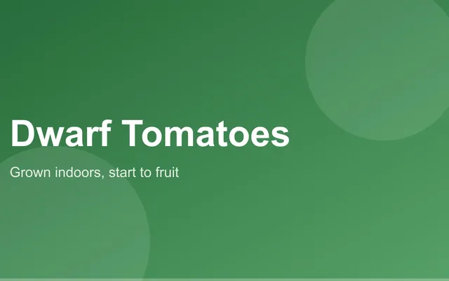 A compact dwarf tomato plant with small ripe fruit growing in a pot indoors