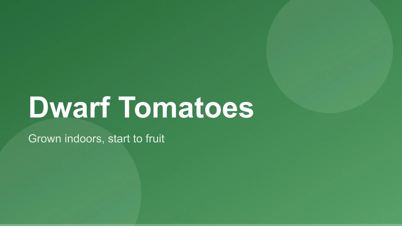 A compact dwarf tomato plant with small ripe fruit growing in a pot indoors