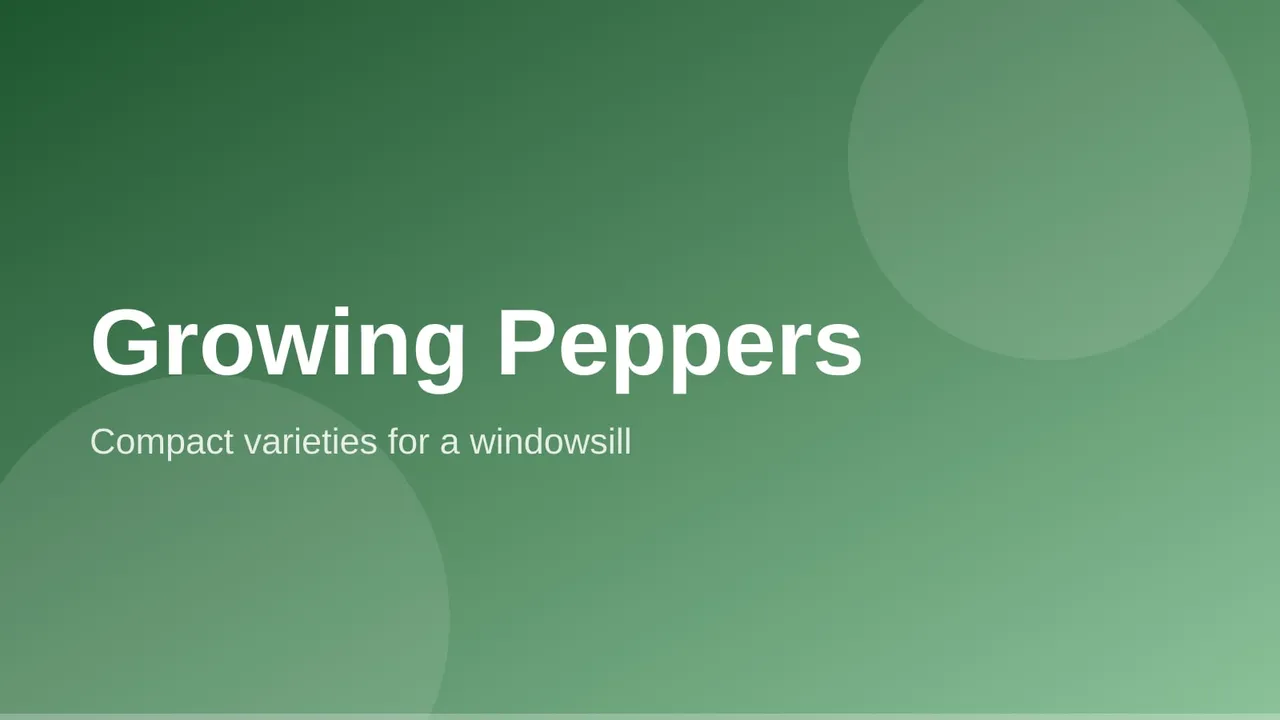 A compact pepper plant with small colorful peppers growing in a pot indoors