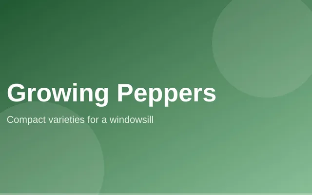 A compact pepper plant with small colorful peppers growing in a pot indoors