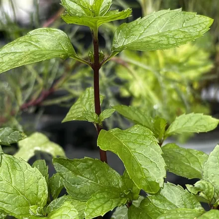 Mint leaves on a dark red stem