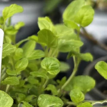 Oregano leaves