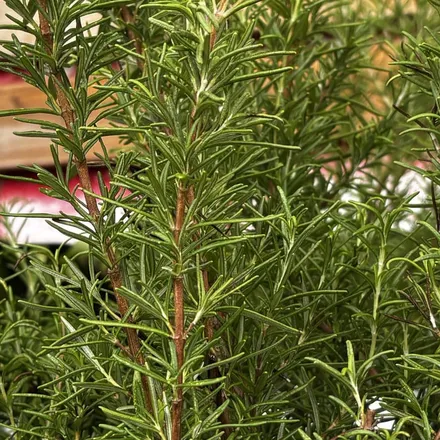 Rosemary foliage