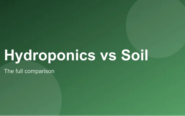 A wick hydroponic jar and a soil pot growing lettuce side by side