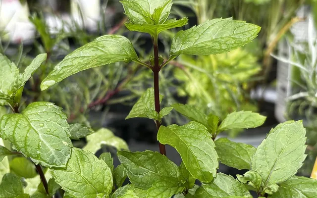 Close-up of glossy green mint leaves on a dark red stem, photographed at a garden center