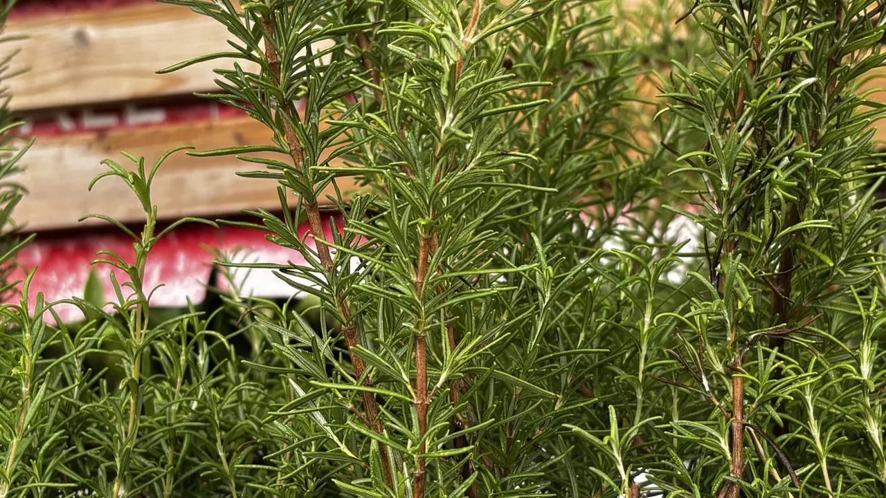 Dense green rosemary foliage, photographed at a garden center