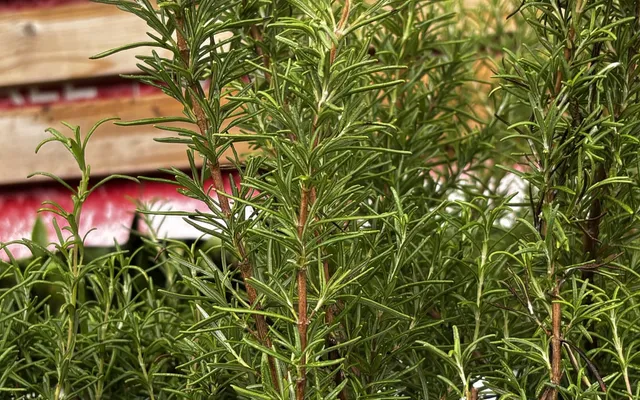 Dense green rosemary foliage, photographed at a garden center