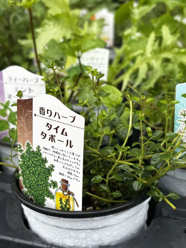 A thyme plant in a small nursery pot, with its plant label